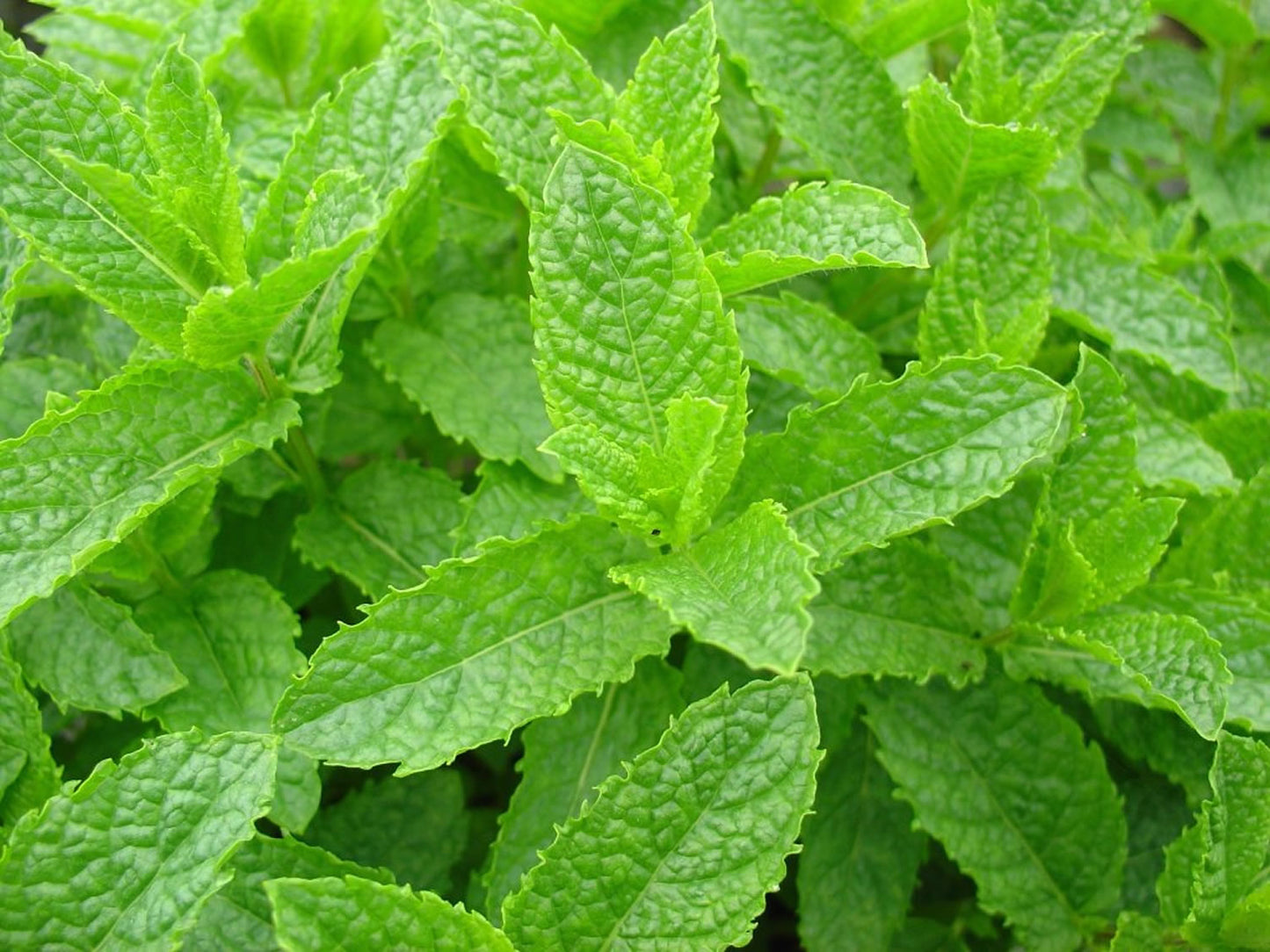 Spicata Mint