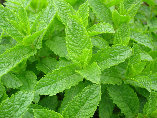 Spicata Mint