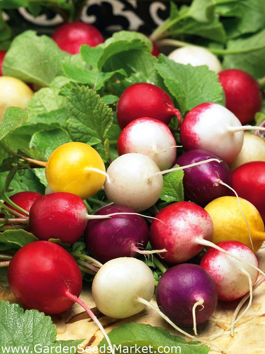 Radish 'Rainbow mixed' - Raphanus sativus