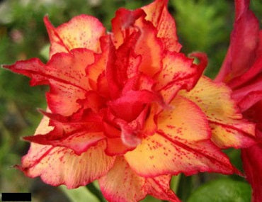 Adenium Obesum Triple Klumanthong