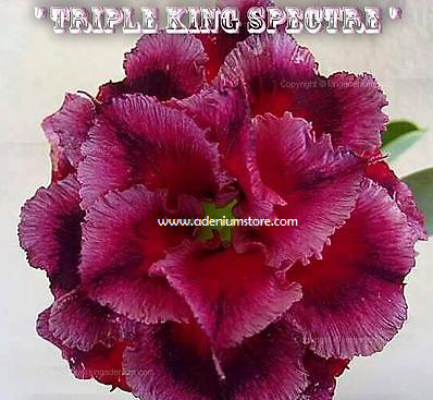 Adenium Obesum Triple King Spectre