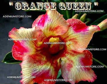 Adenium Obesum Orange Queen