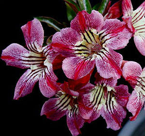 Adenium Obesum Claret Tiger