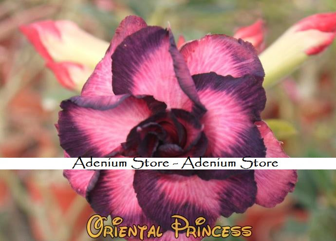 Adenium Obesum Oriental Princess