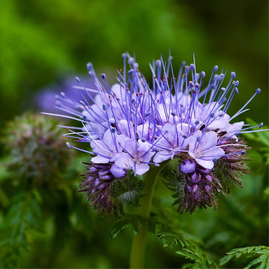 Blue Phacelia