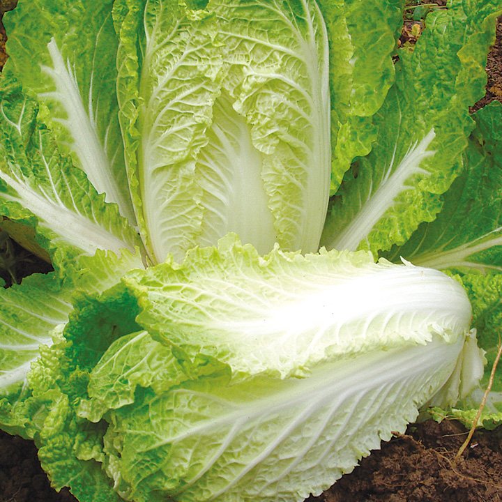 Chinese cabbage 'Hilton'