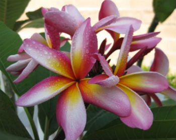 California Sally Plumeria