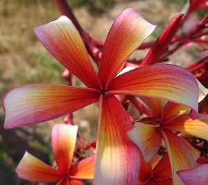 Plumeria Orange Fire