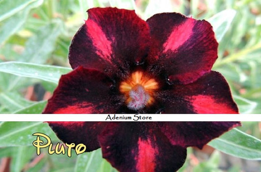 Adenium Obesum Pluto Violet Angel