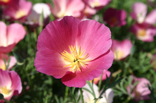 California Poppy 'Purple Gleam'