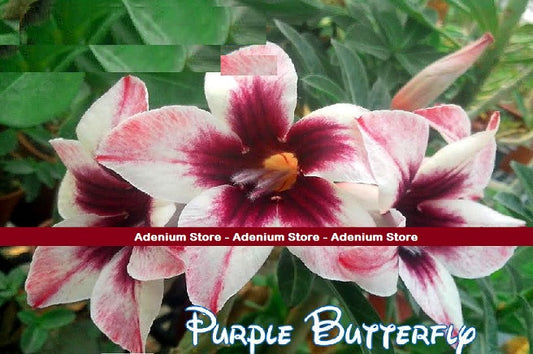 Adenium Obesum Purple Butterfly