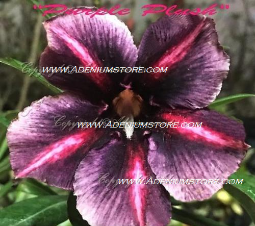 Adenium Obesum Purple Plush