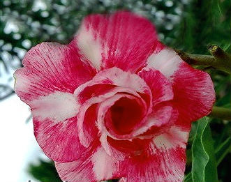 Adenium Obesum Ravishing