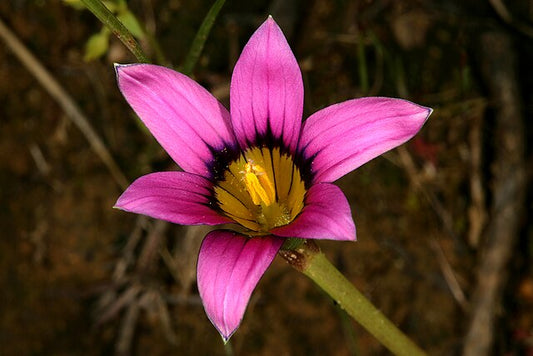 Romulea Atrandra