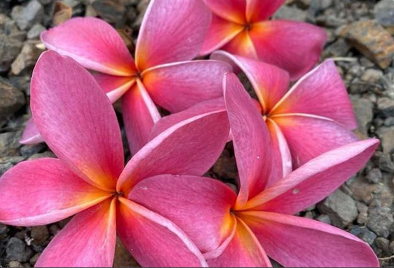 Plumeria rubra "Thornton Mauve"