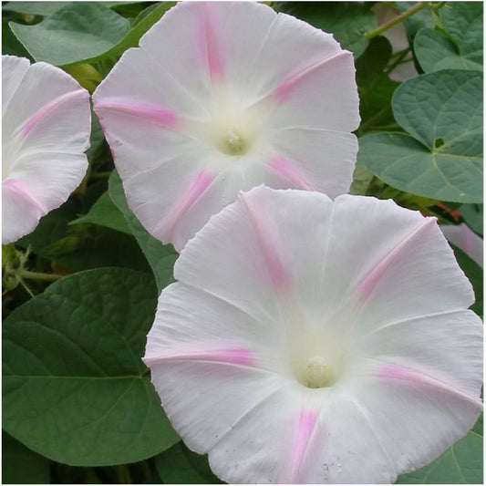 Morning Glory `Shiva rose star` - Ipomoea purpurea