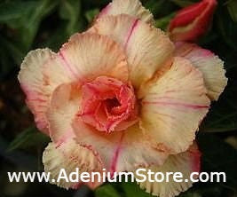 Adenium Obesum Siam Vanilla