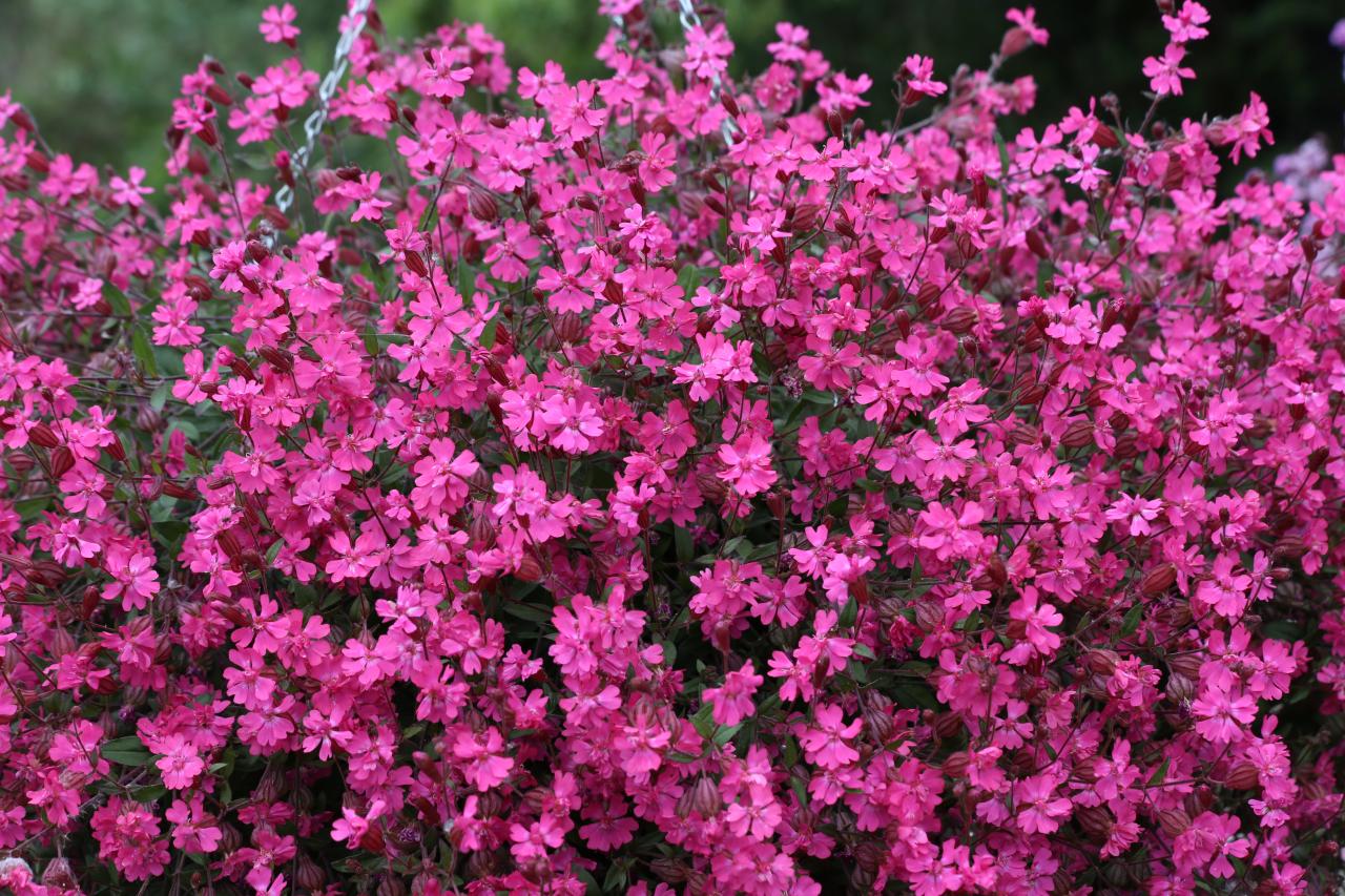 Catchfly Rubra Electra