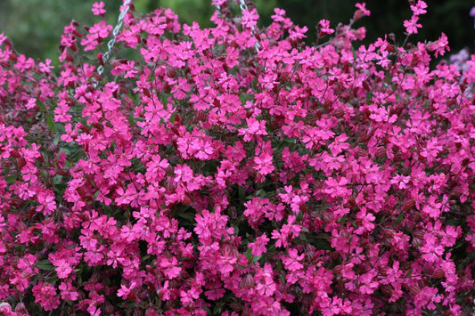 Catchfly Rubra Electra