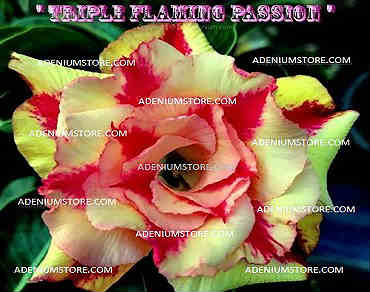 Adenium Obesum Triple Flaming Passion