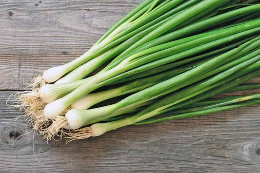 Welsh onion 'Kroll'