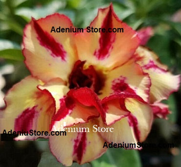 Adenium Obesum Tinker Bell