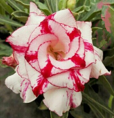 Adenium Obesum Triple Red Band