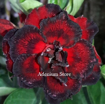 Adenium Obesum Triple Black Fire 2