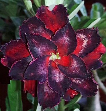 Adenium Obesum Triple Black Tornado