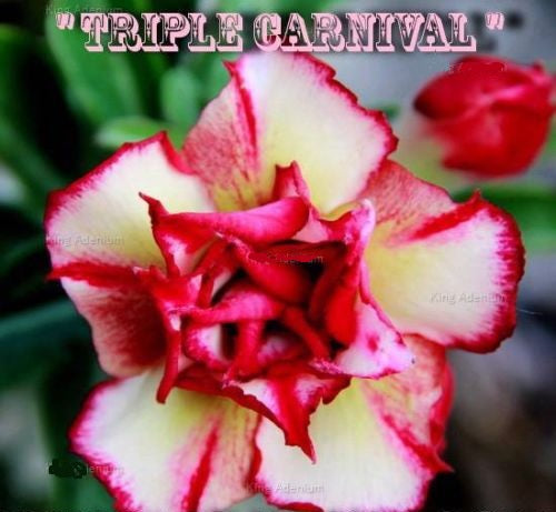 Adenium Obesum Triple Carnival