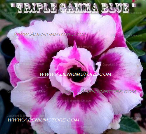 Adenium Obesum Triple Gamma Blue