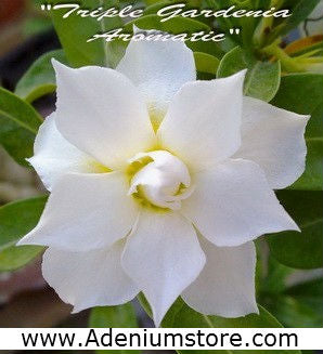 Adenium Obesum Triple Gardenia Aromatic