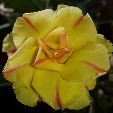 Adenium Obesum Triple Golden Boy