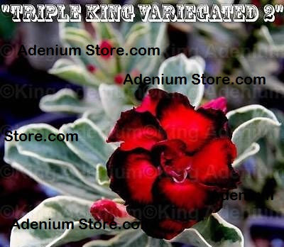 Adenium Obesum Triple Variegated 2