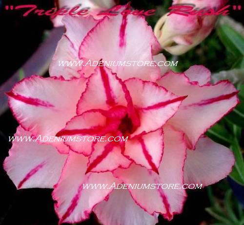 Adenium Obesum Triple Love Rush