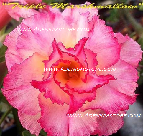 Adenium Obesum Triple Marshmallow