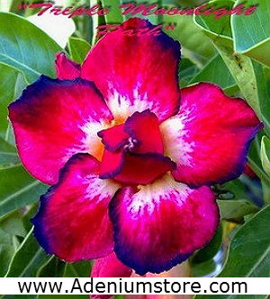 Adenium Obesum Triple Moonlight