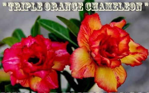 Adenium Obesum Triple Orange Chameleon