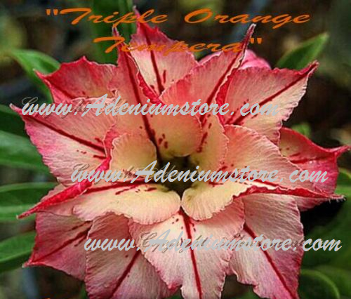 Adenium Obesum Triple Orange Tempera