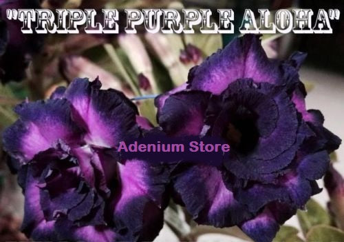 Adenium Obesum Triple Purple Aloha