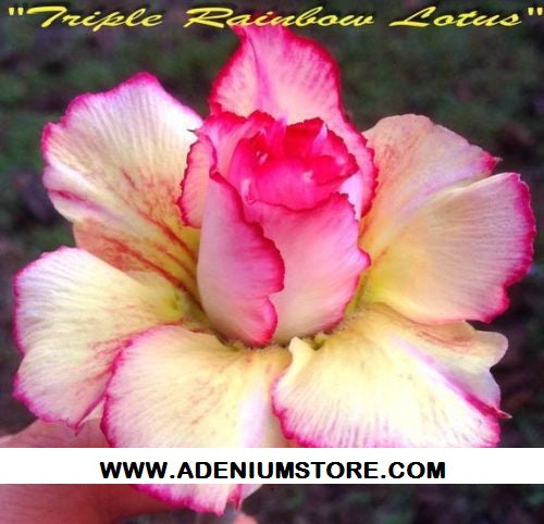 Adenium Obesum Triple Rainbow Lotus