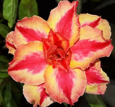 Adenium Obesum Triple Star Fire