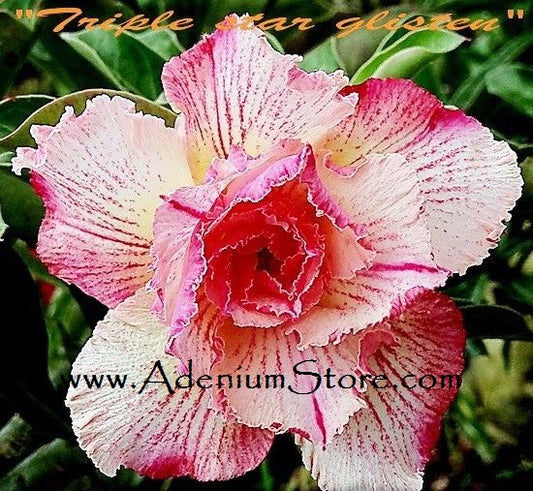 Adenium Obesum Triple Star Glisten