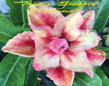 Adenium Obesum Triple Sunset of Dream