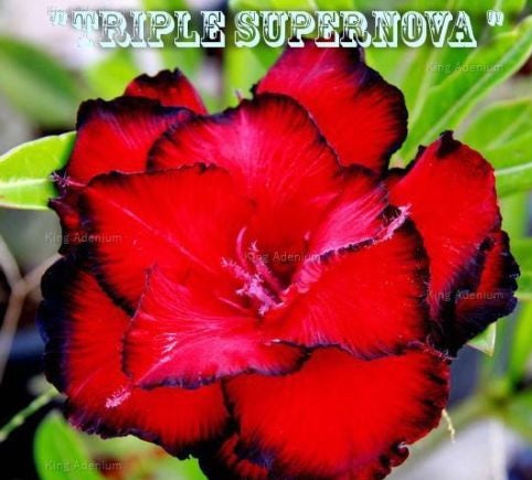 Adenium Obesum Triple Supernova