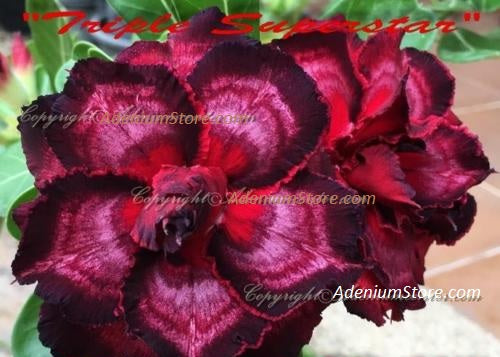 Adenium Obesum Triple Superstar