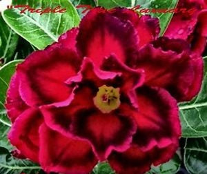 Adenium Obesum Triple True Luxury