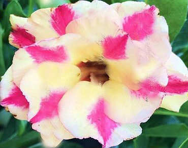 Adenium Obesum Triple Warm Sugar