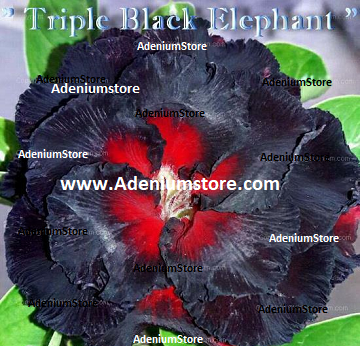 Adenium Obesum Triple Black Elephant