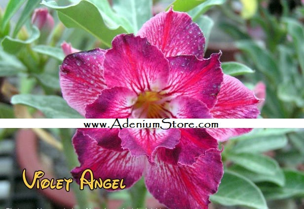 Adenium Violet Angel